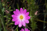 Bartram's rose gentian